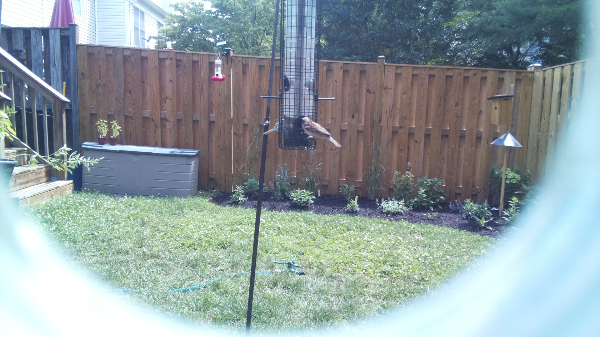 Purple Finch
