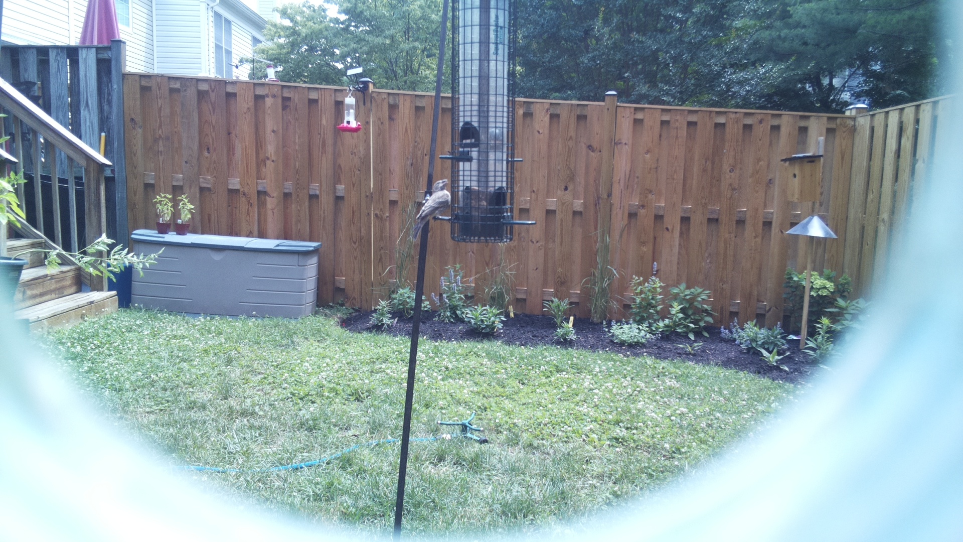 Unknown Bird