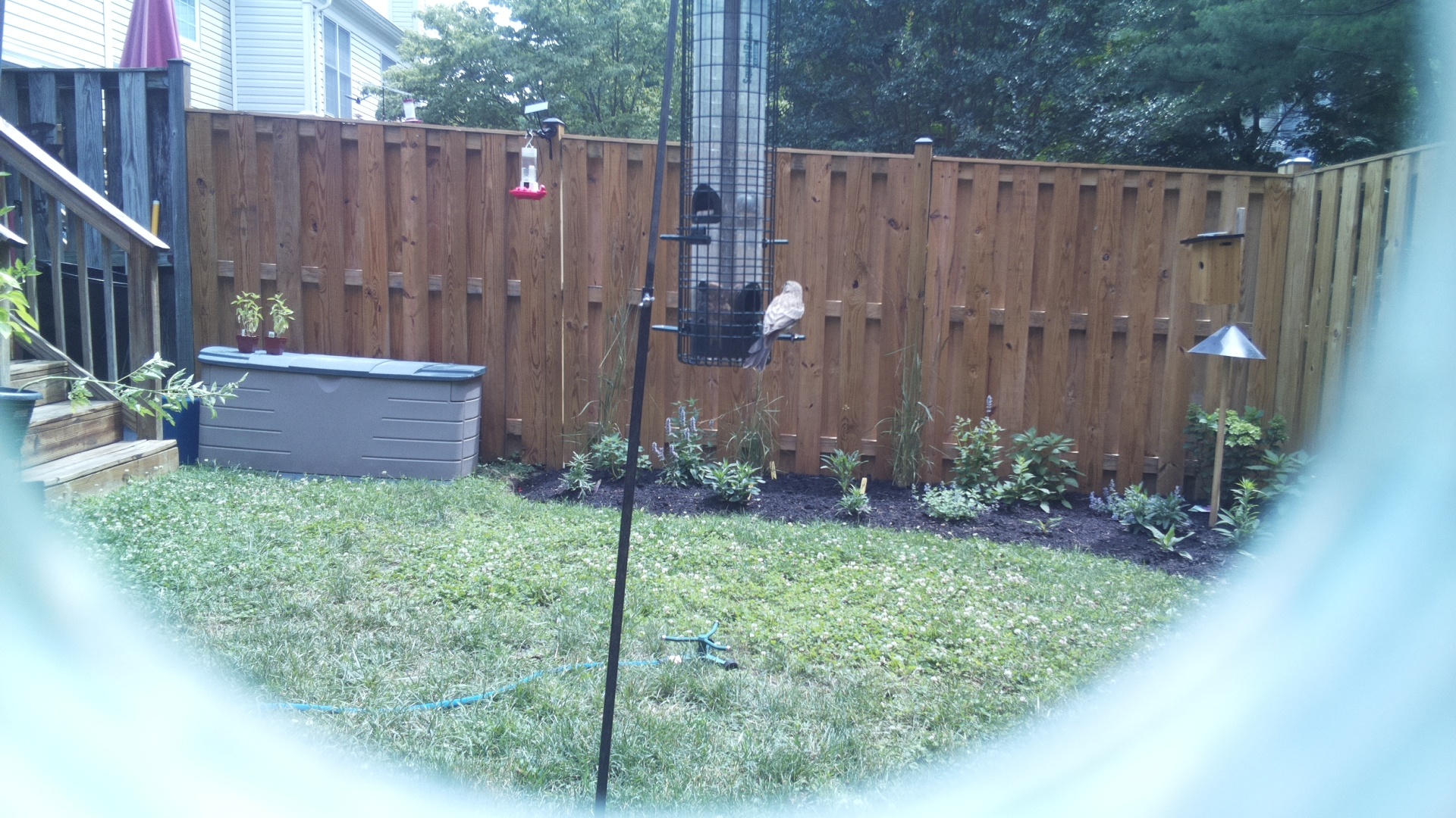 Unknown Bird