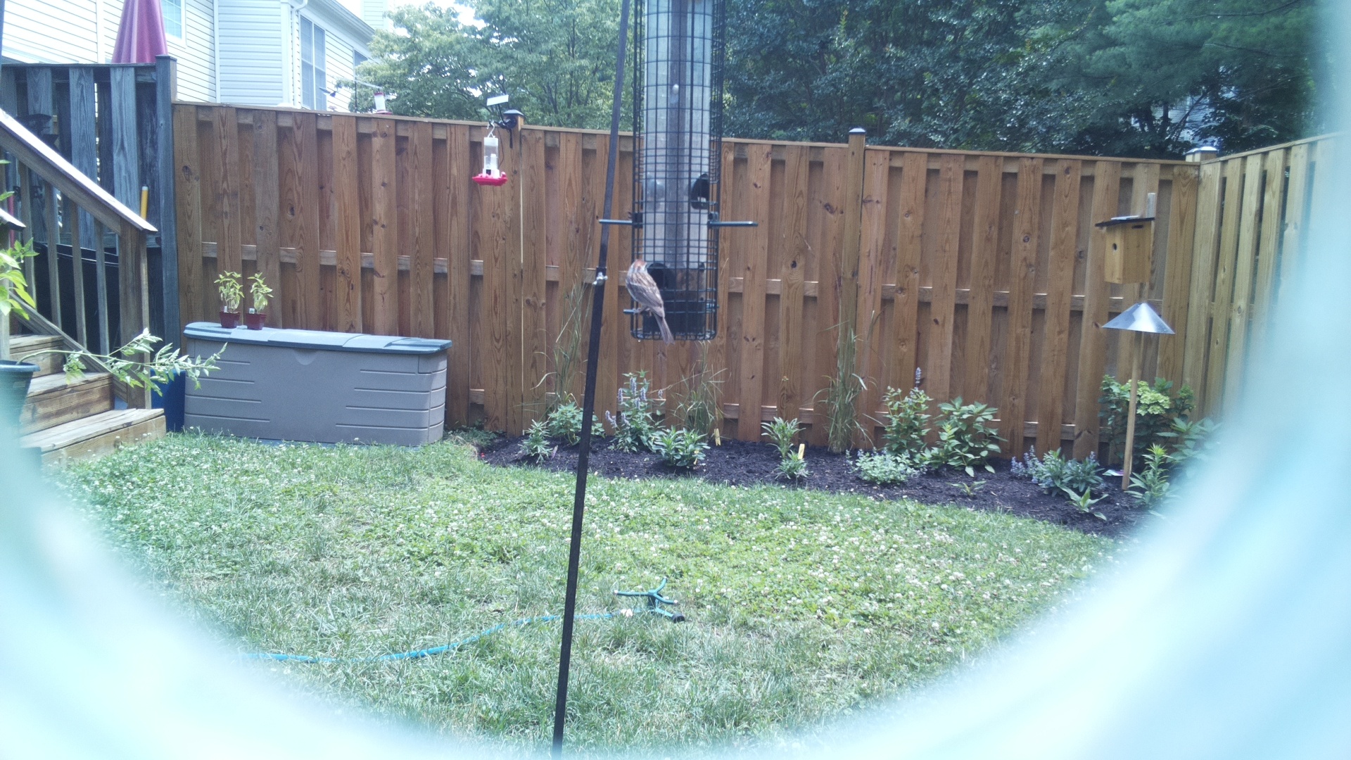 Purple Finch