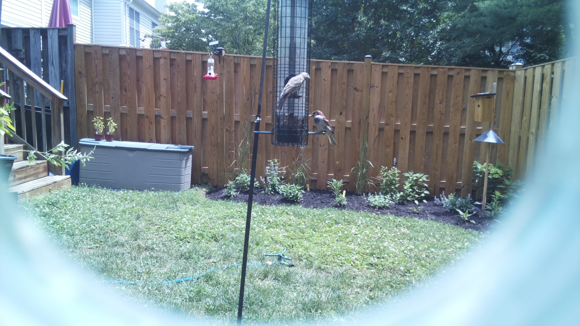 Purple Finch