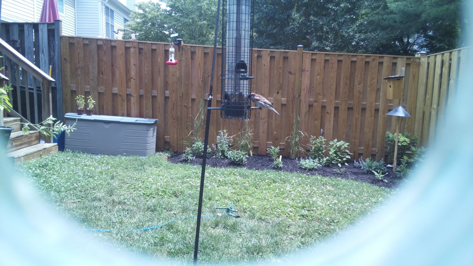 Unknown Bird