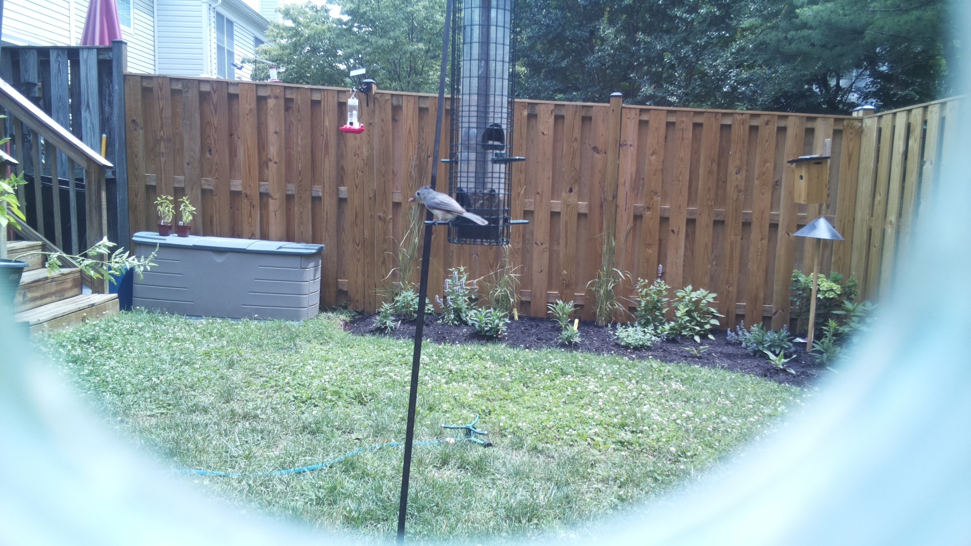 Tufted Titmouse
