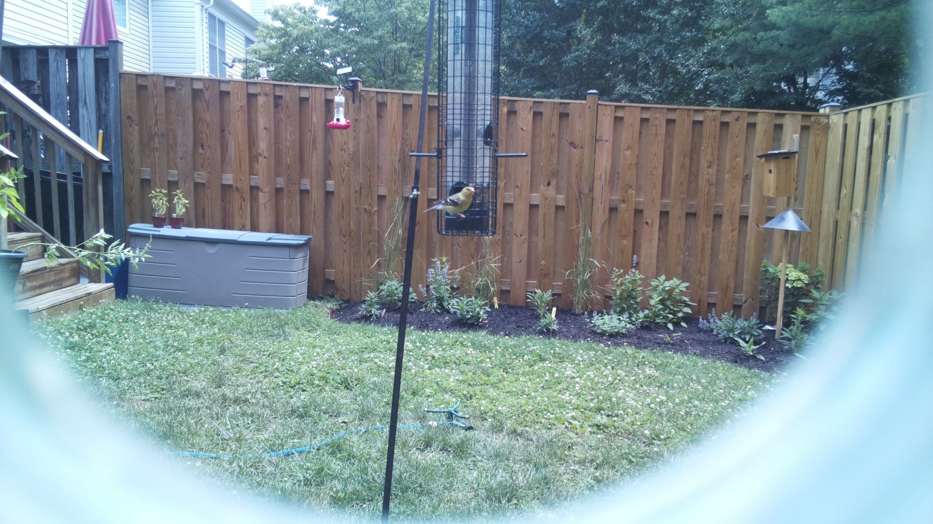 American Goldfinch