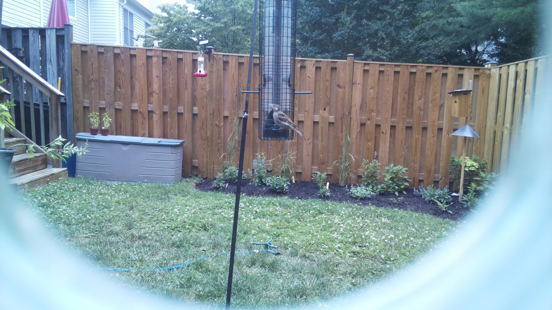 Unknown Bird