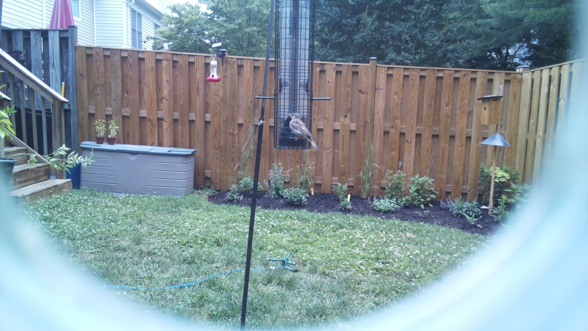 Likely Finch