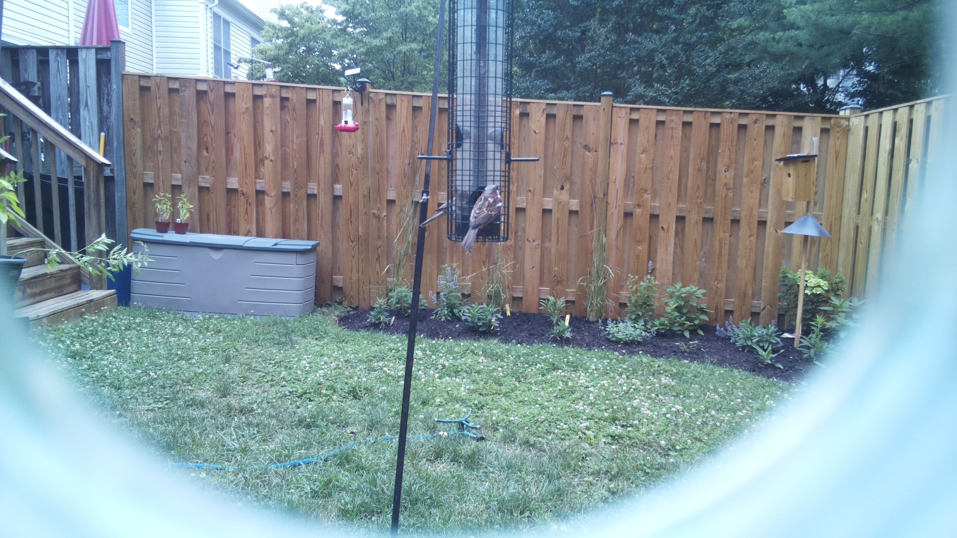 Purple Finch