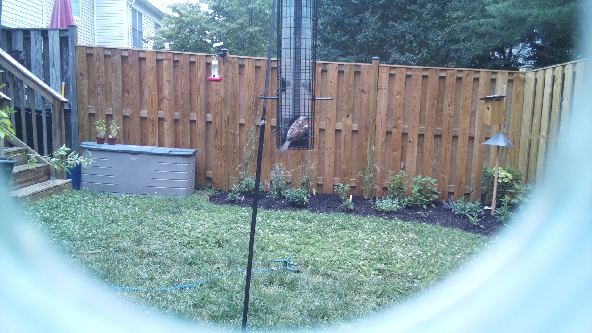 Purple Finch