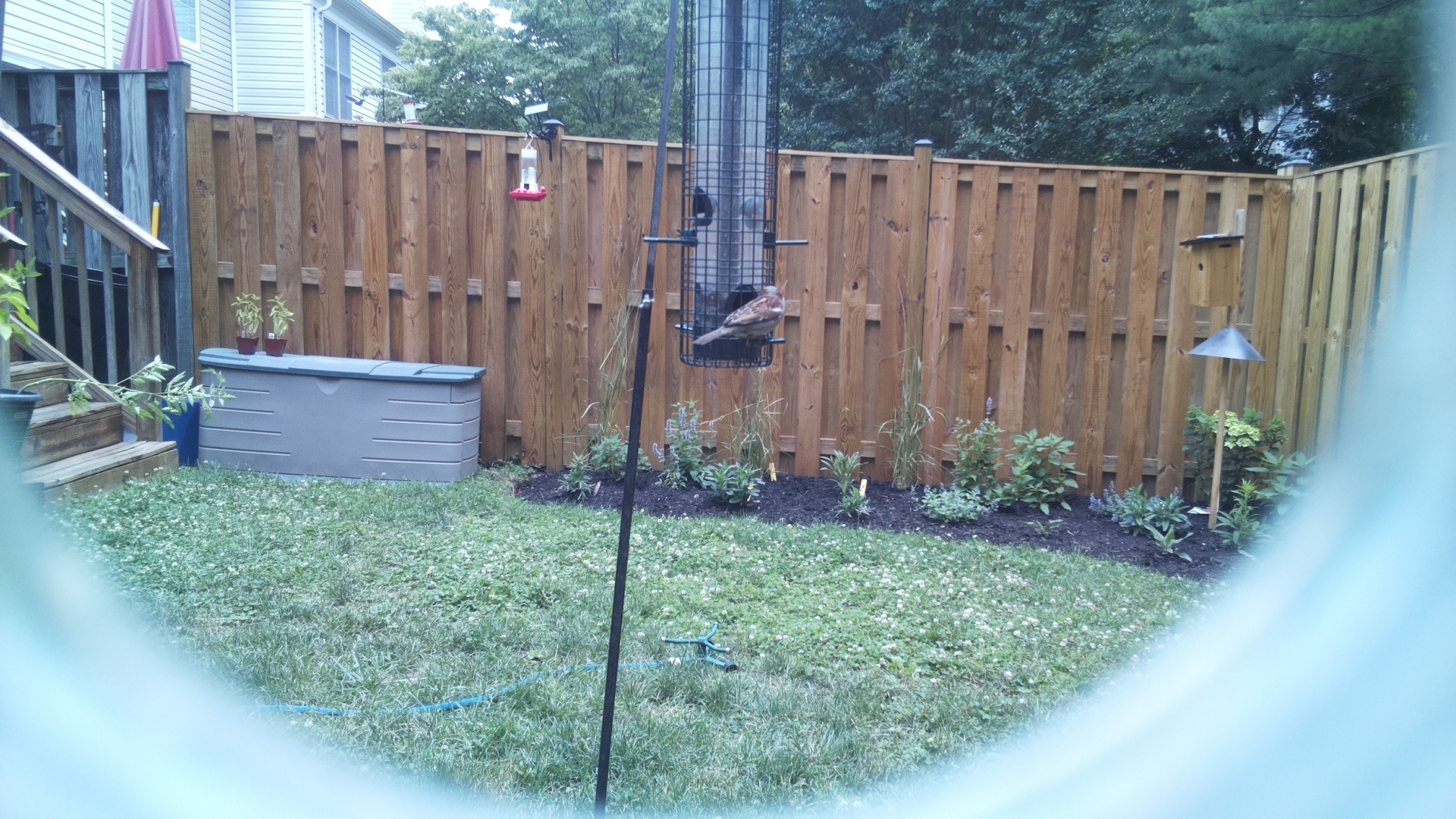 Purple Finch