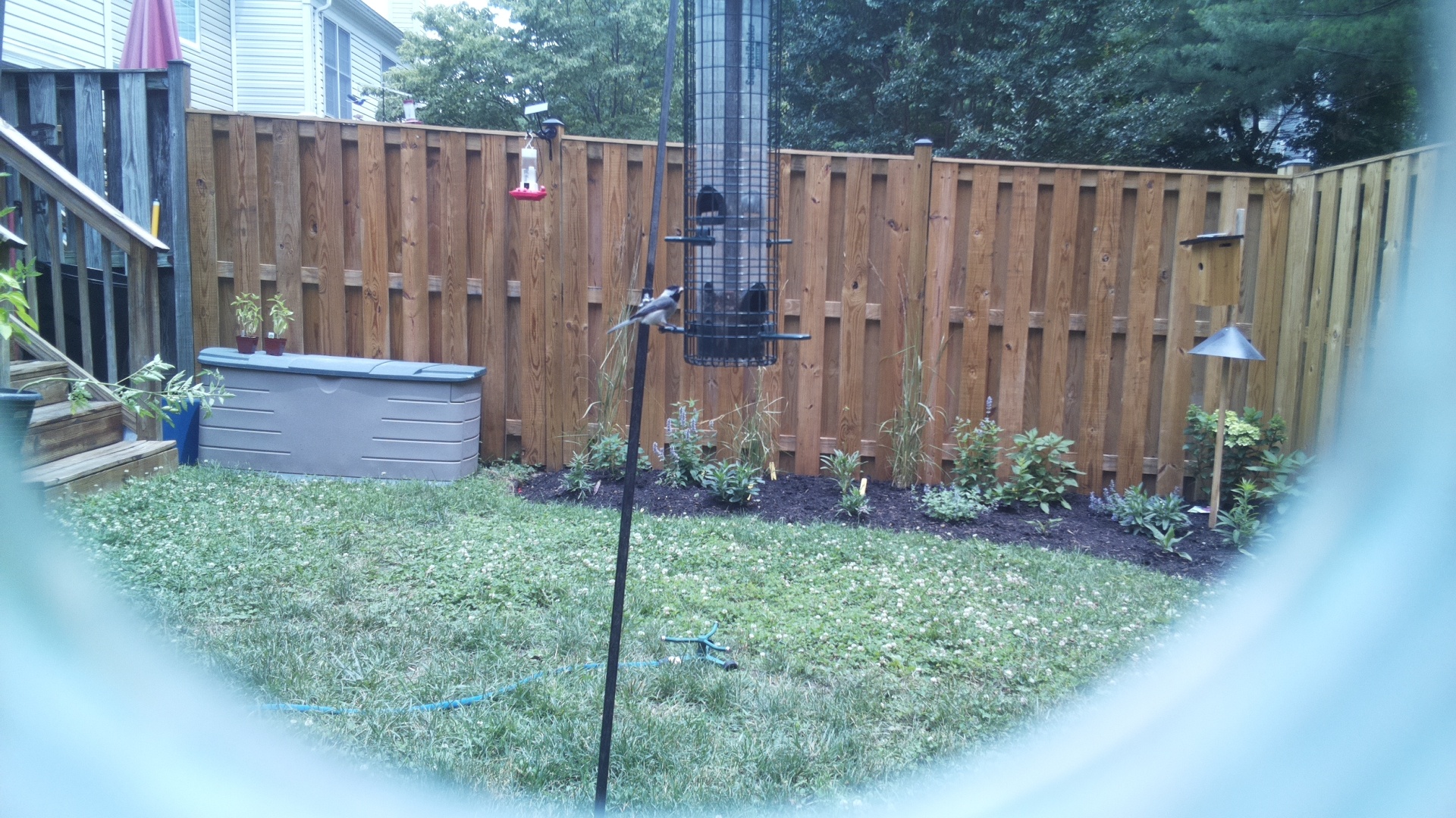 Likely Chickadee/Titmouse