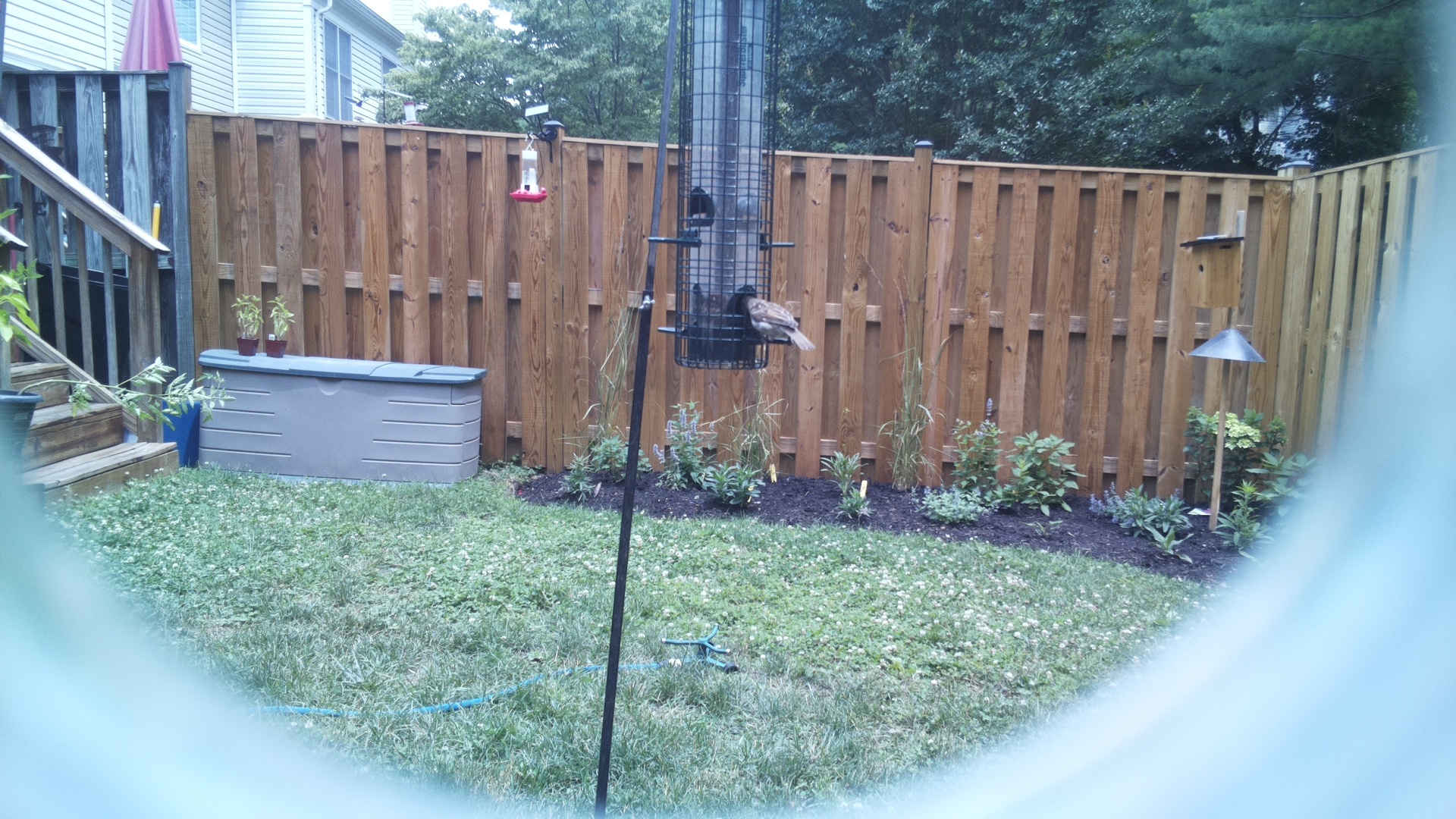 Unknown Bird