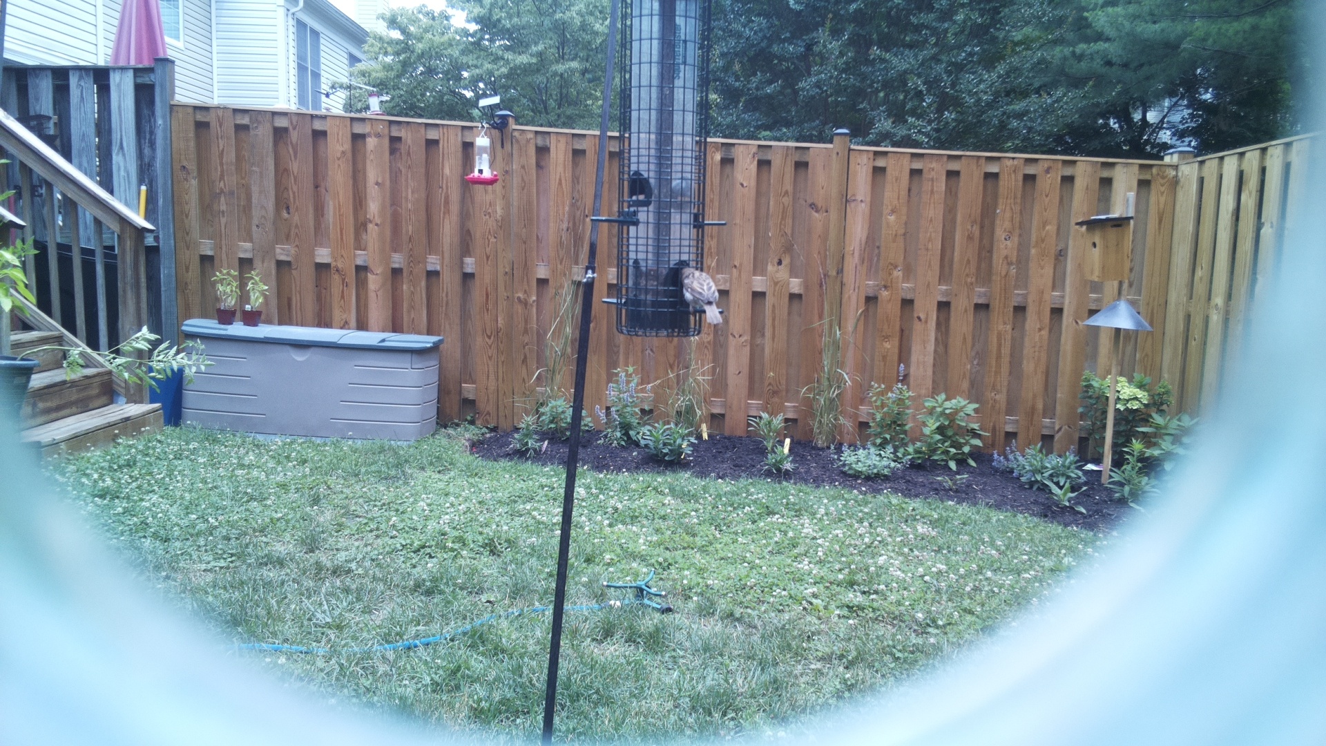Likely Sparrow