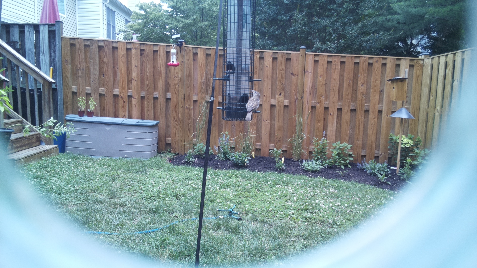 Unknown Bird