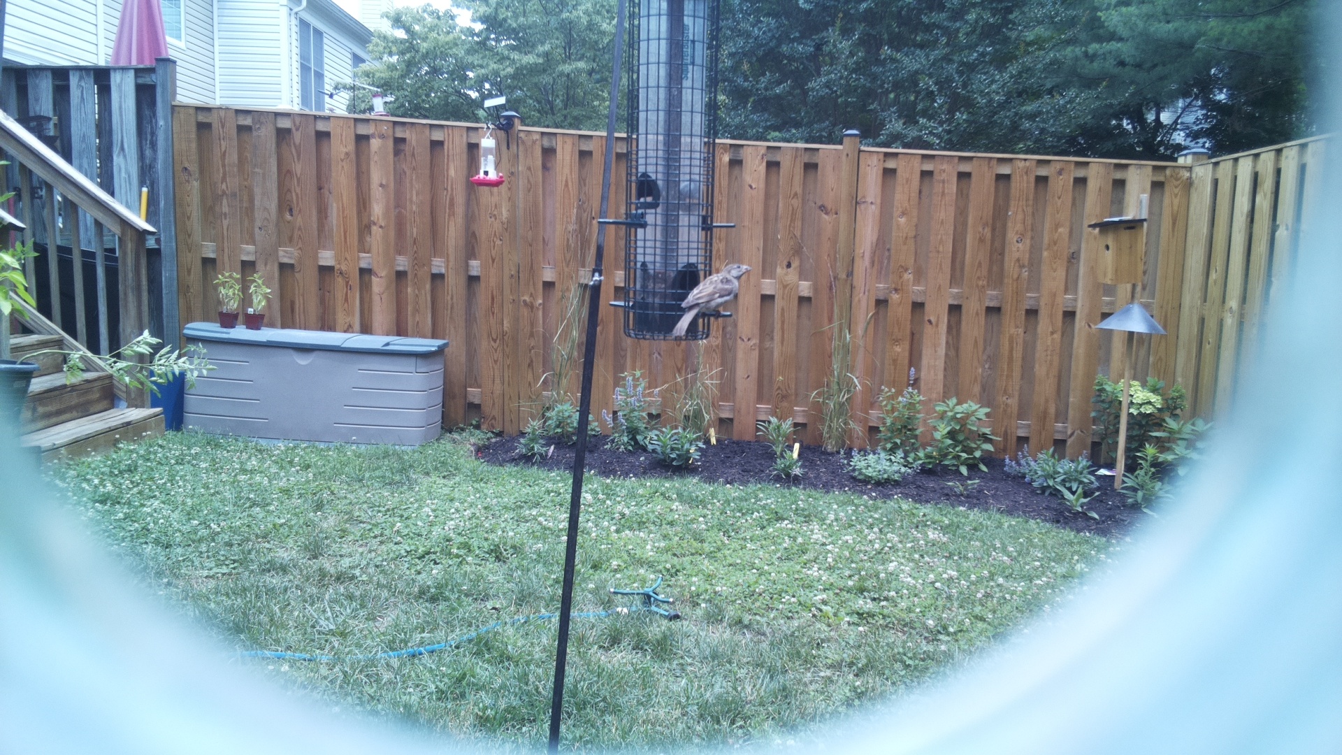 Likely Sparrow