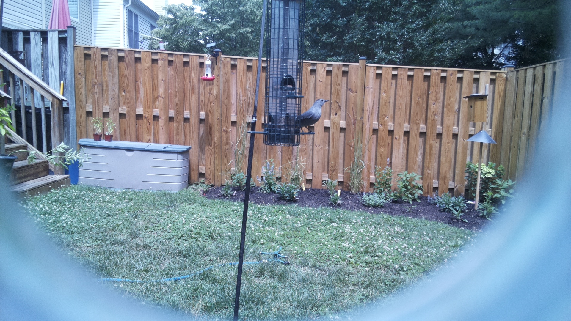 Unknown Bird