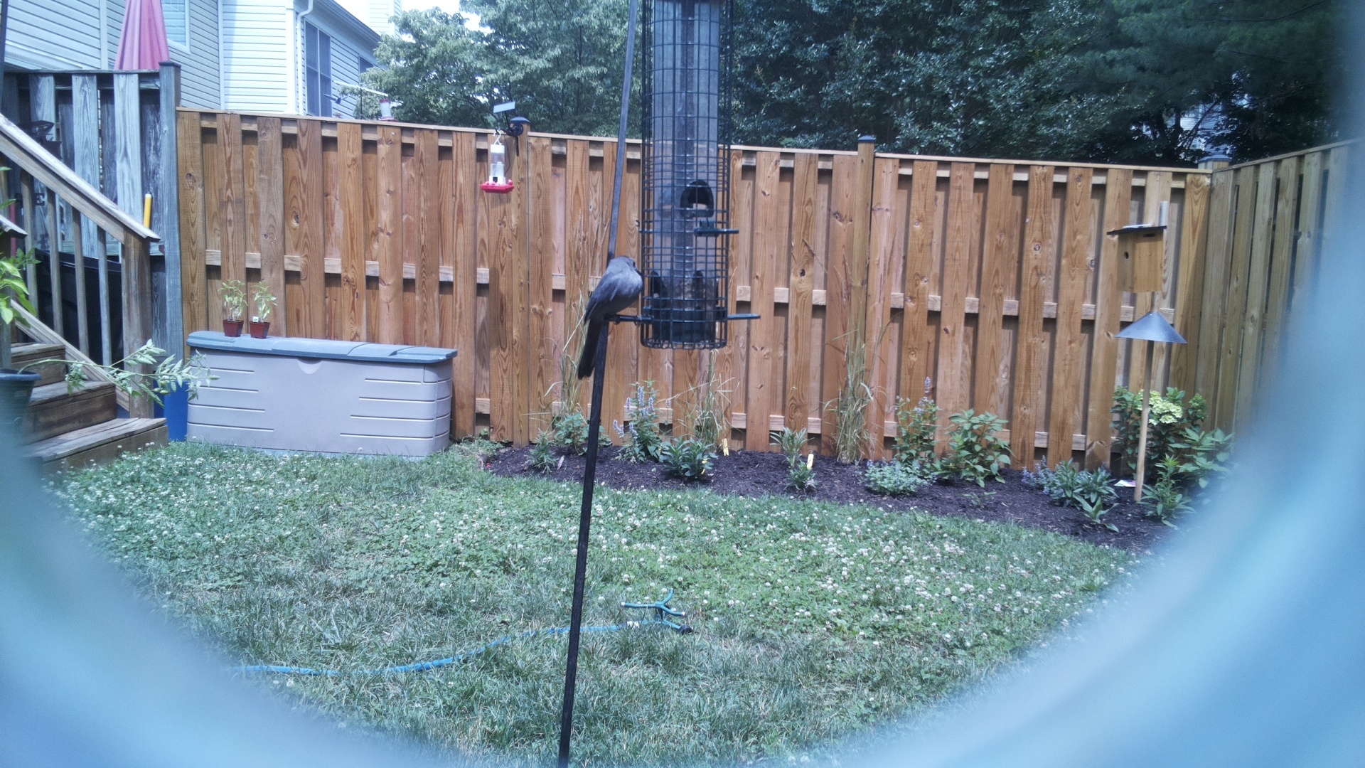Likely Blackbird/Grackle