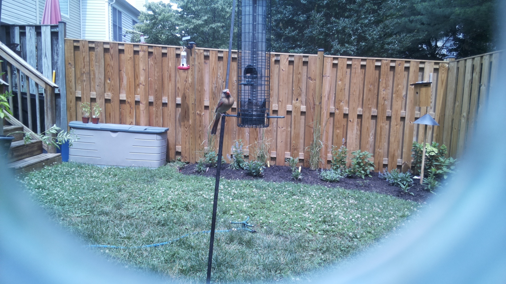 Northern Cardinal