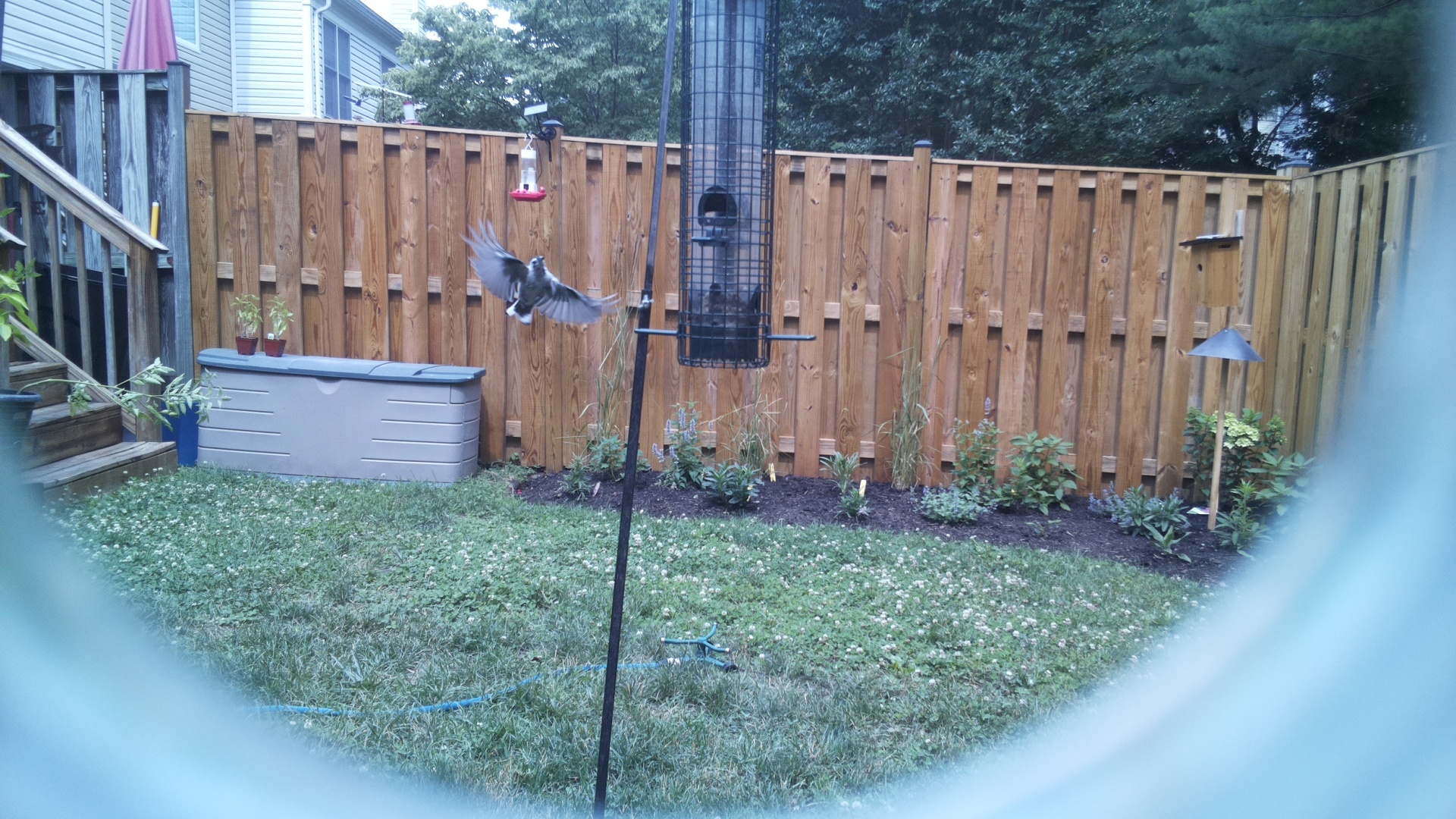 Likely Chickadee/Titmouse
