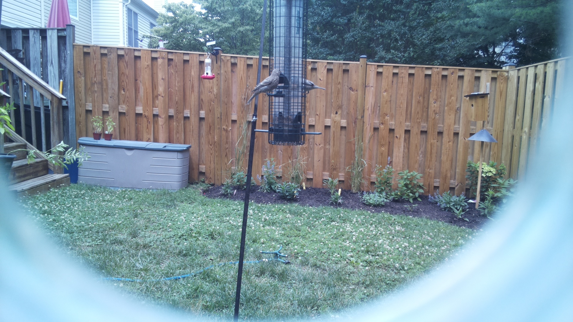 Brown-headed Cowbird