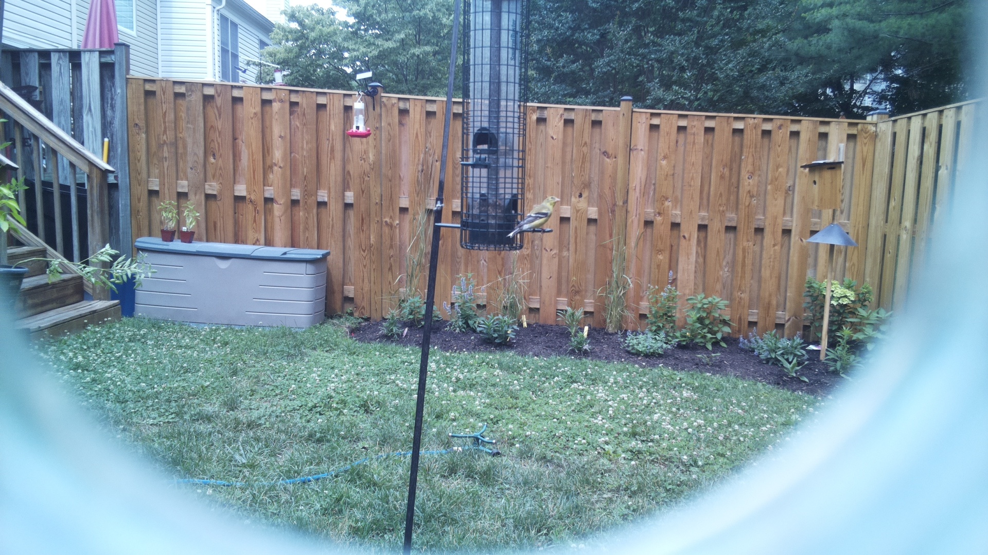American Goldfinch