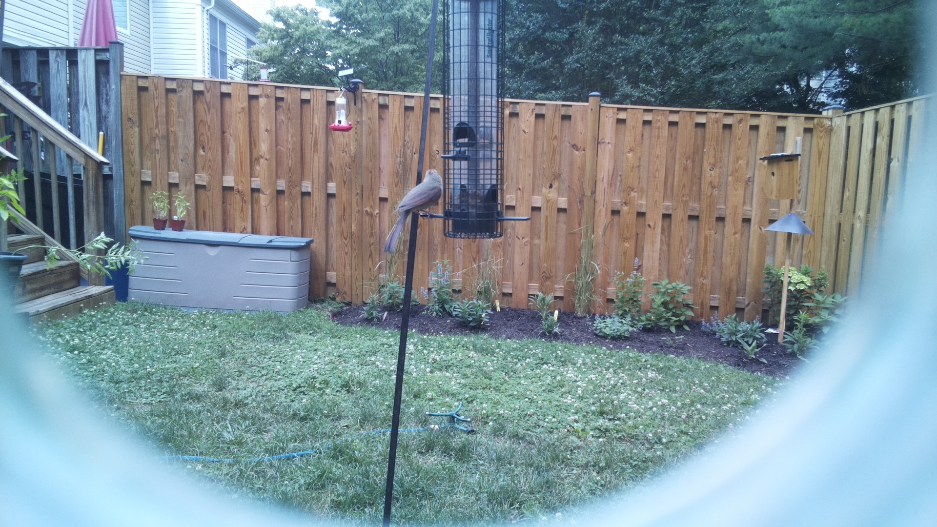 Purple Finch
