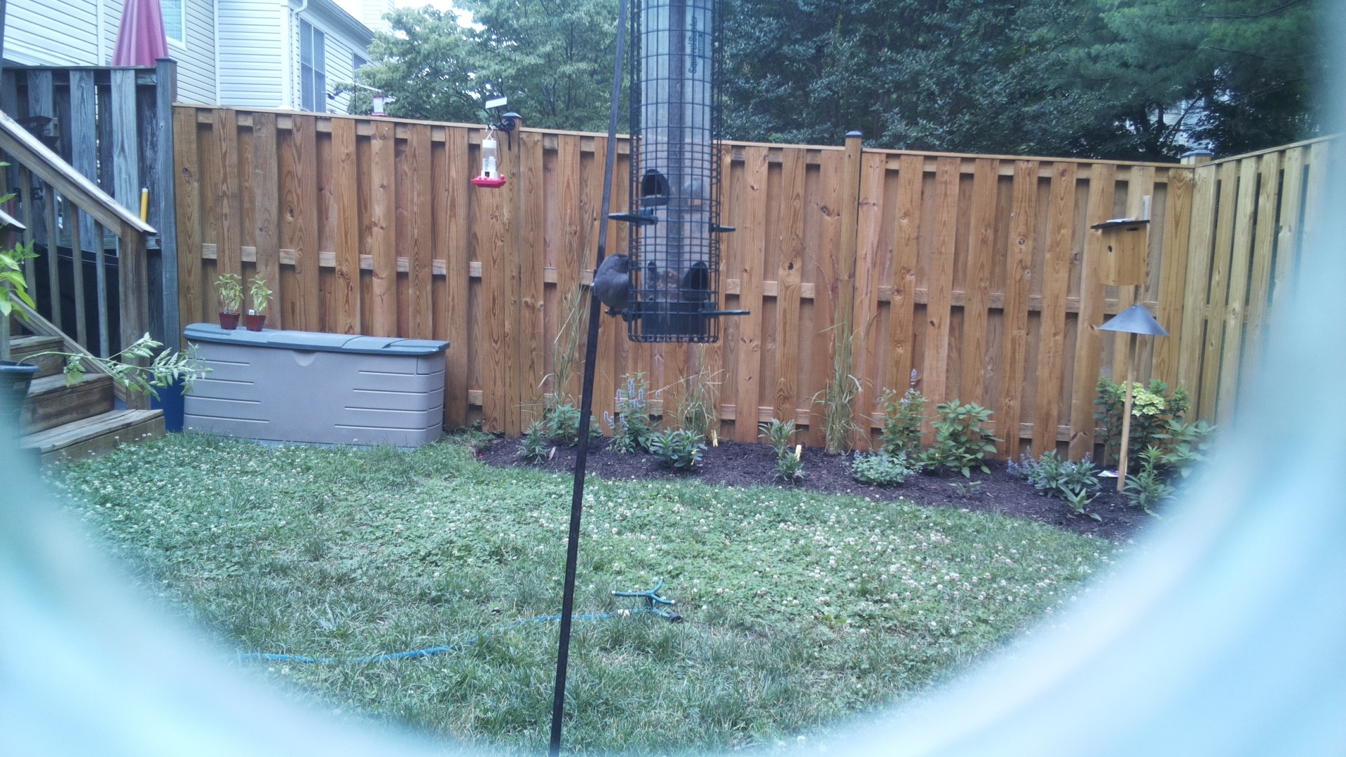 Unknown Bird