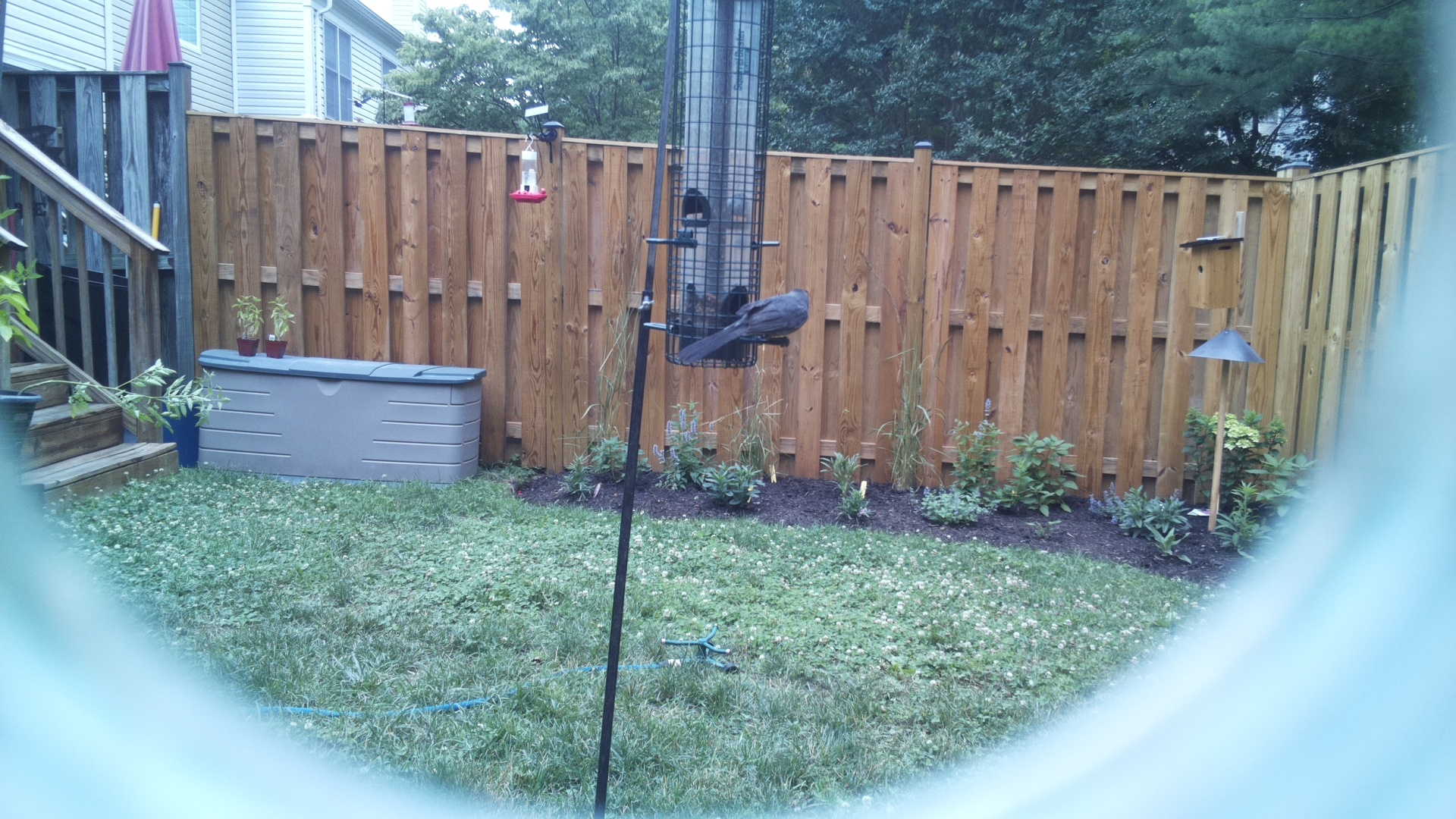 Brown-headed Cowbird