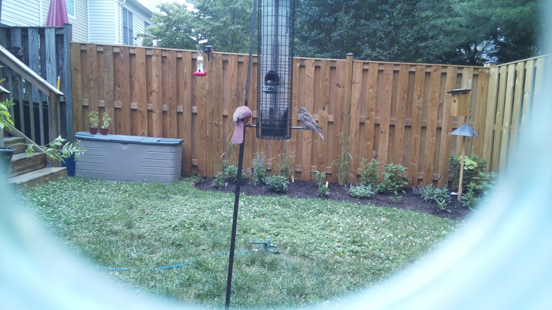 Likely Finch