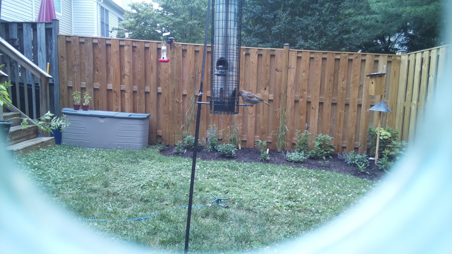 Unknown Bird