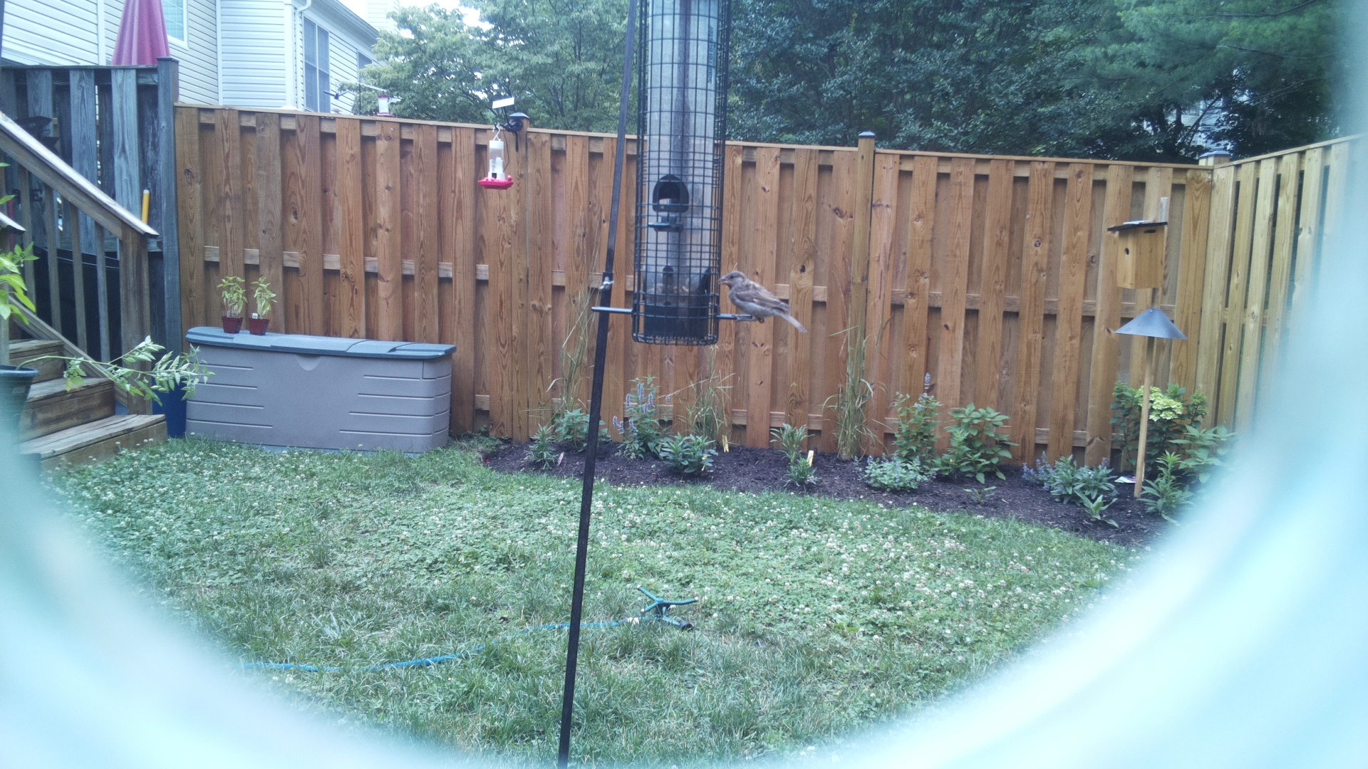 Unknown Bird