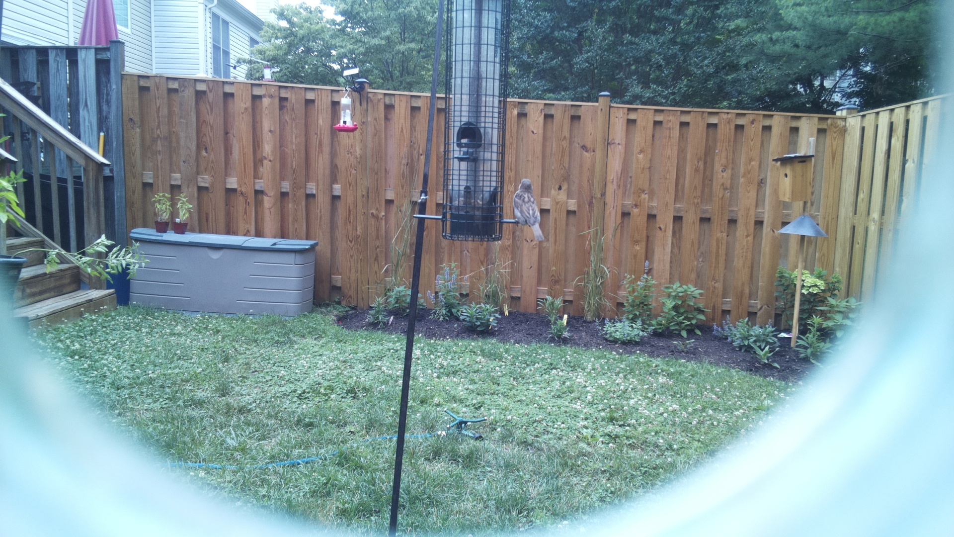 Unknown Bird