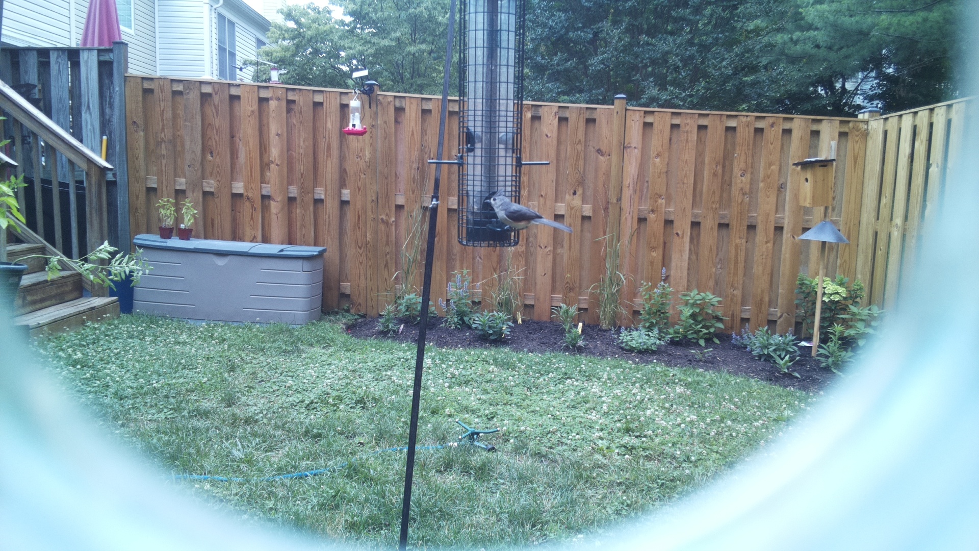 Tufted Titmouse