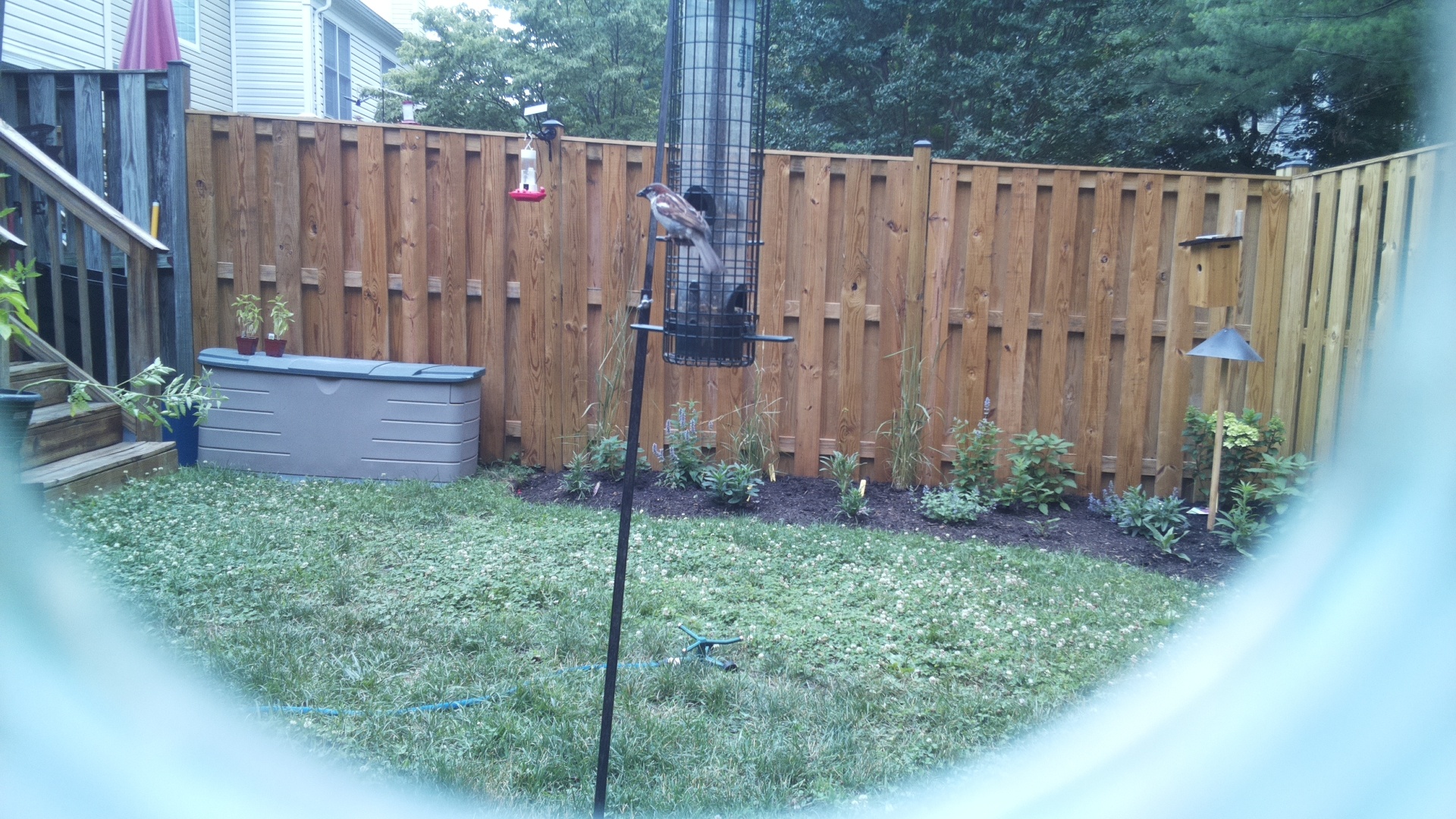 Unknown Bird