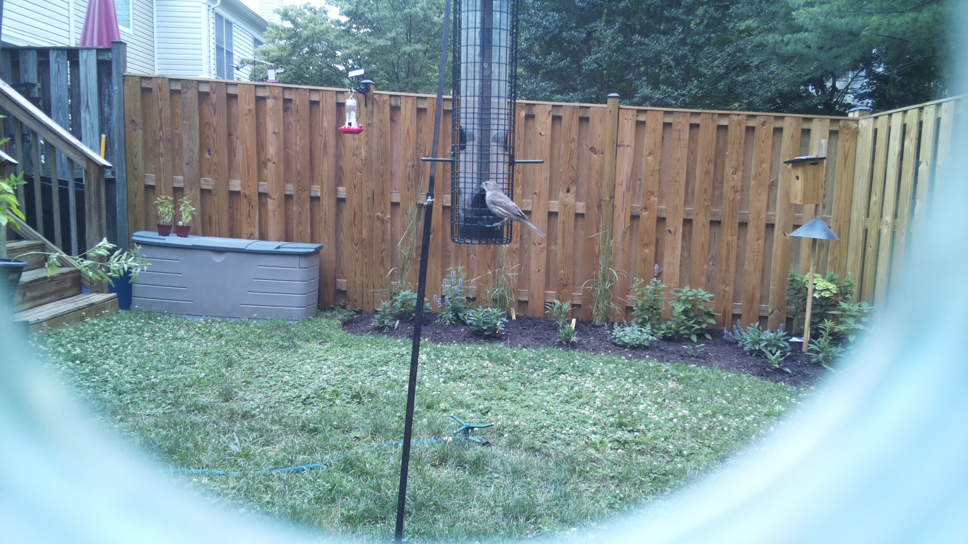 Likely Finch