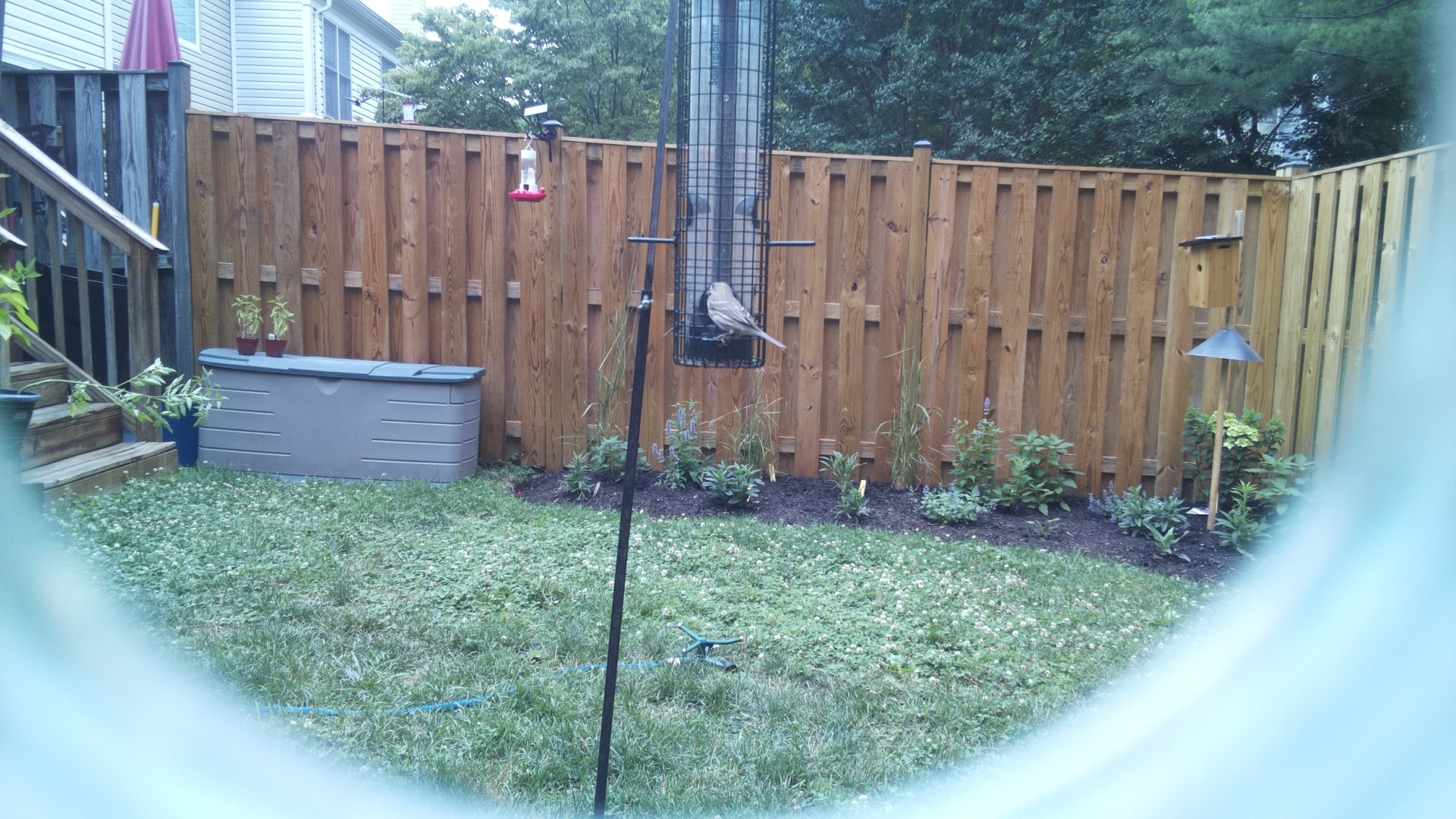 Unknown Bird