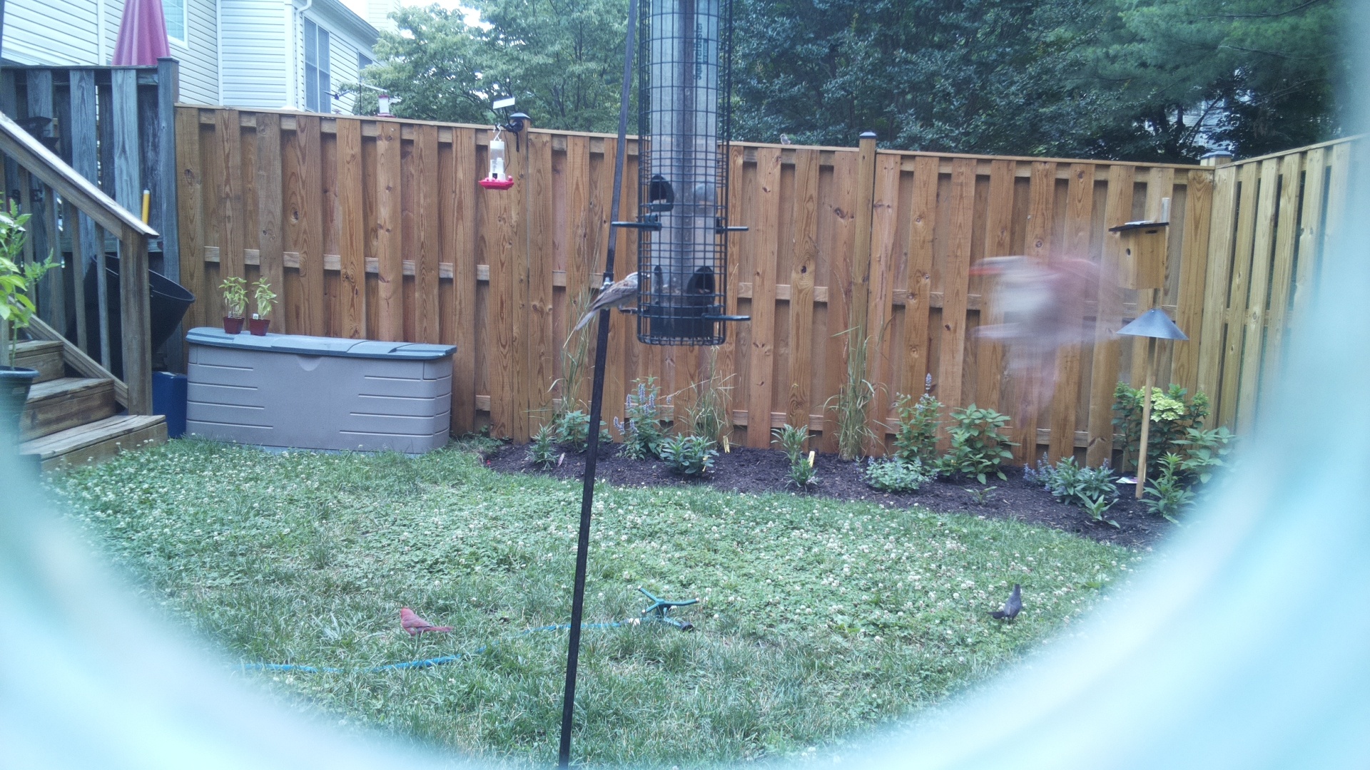 Likely Blackbird/Grackle