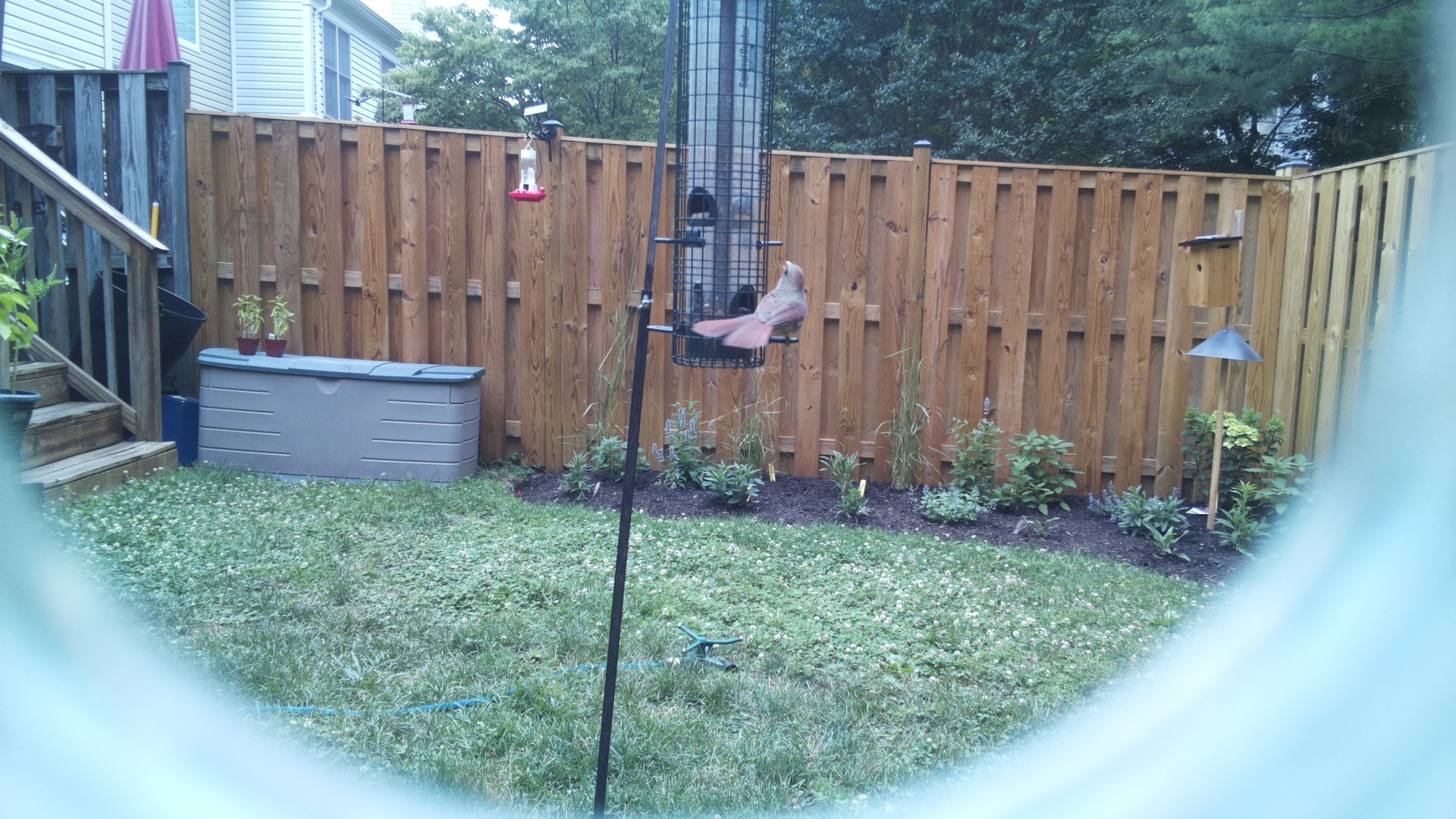 Purple Finch