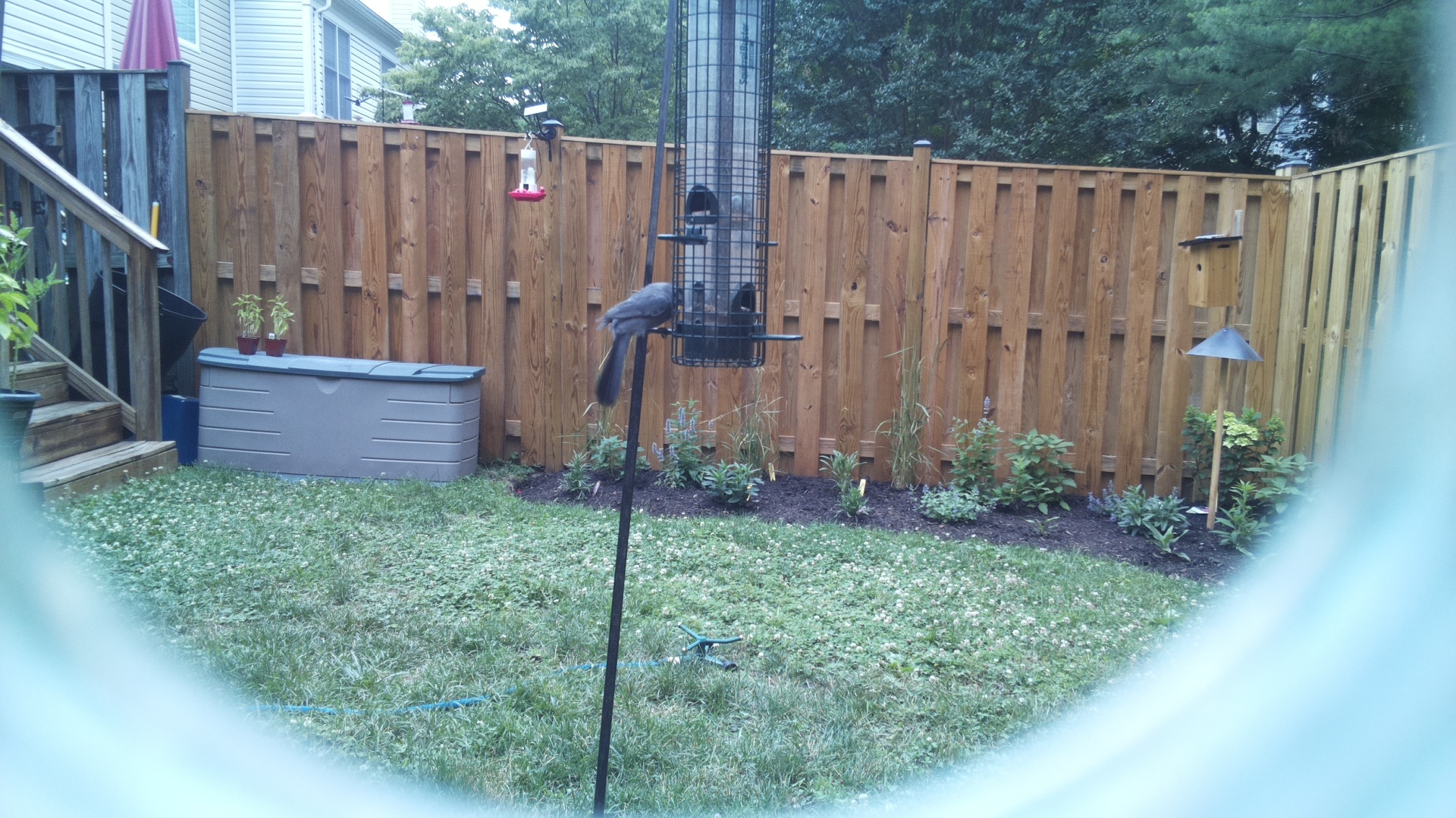 Unknown Bird