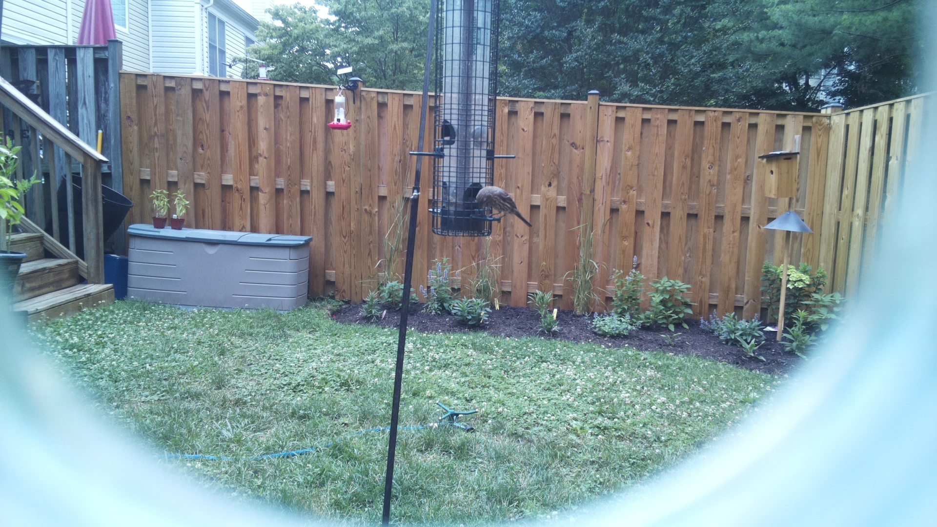 Likely Blackbird/Grackle