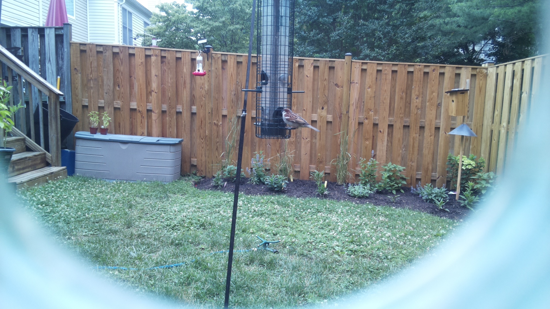 Purple Finch