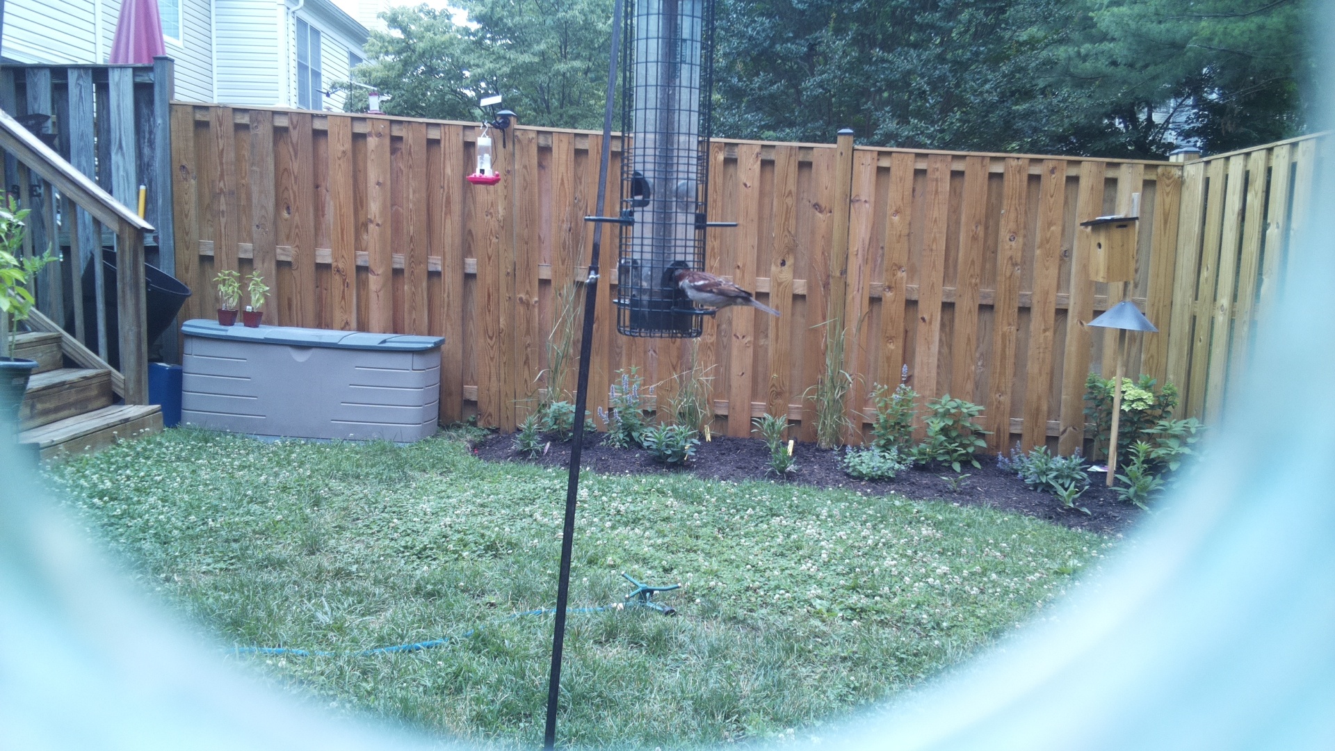 Unknown Bird