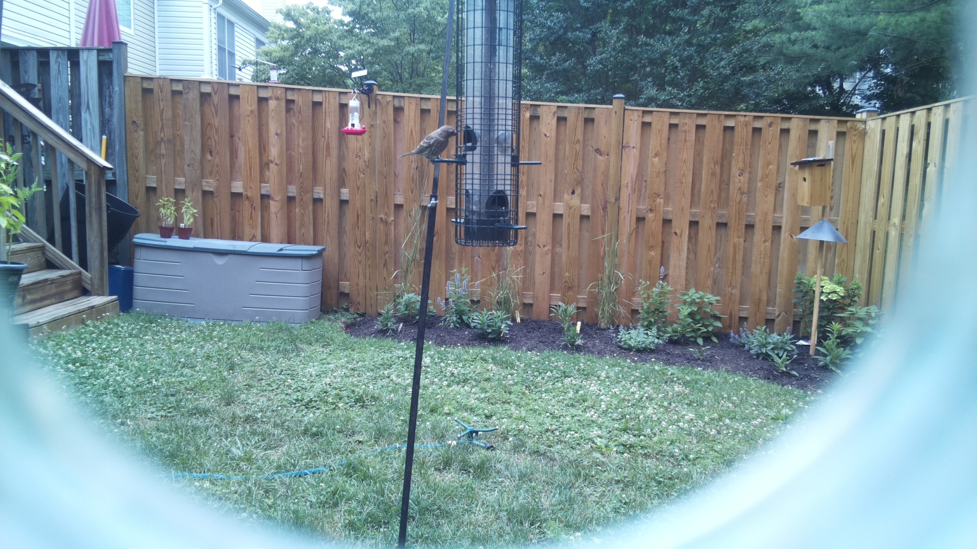 Likely Finch