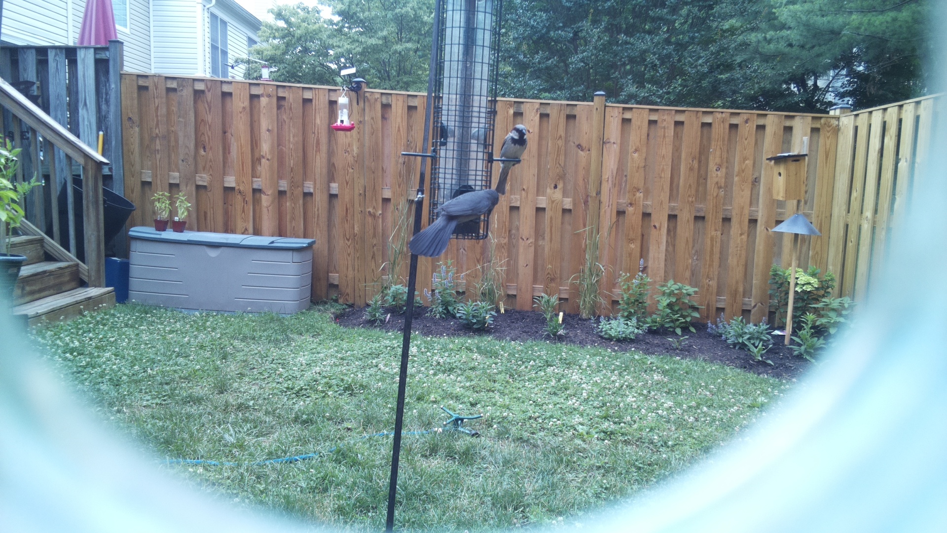 Likely Blackbird/Grackle