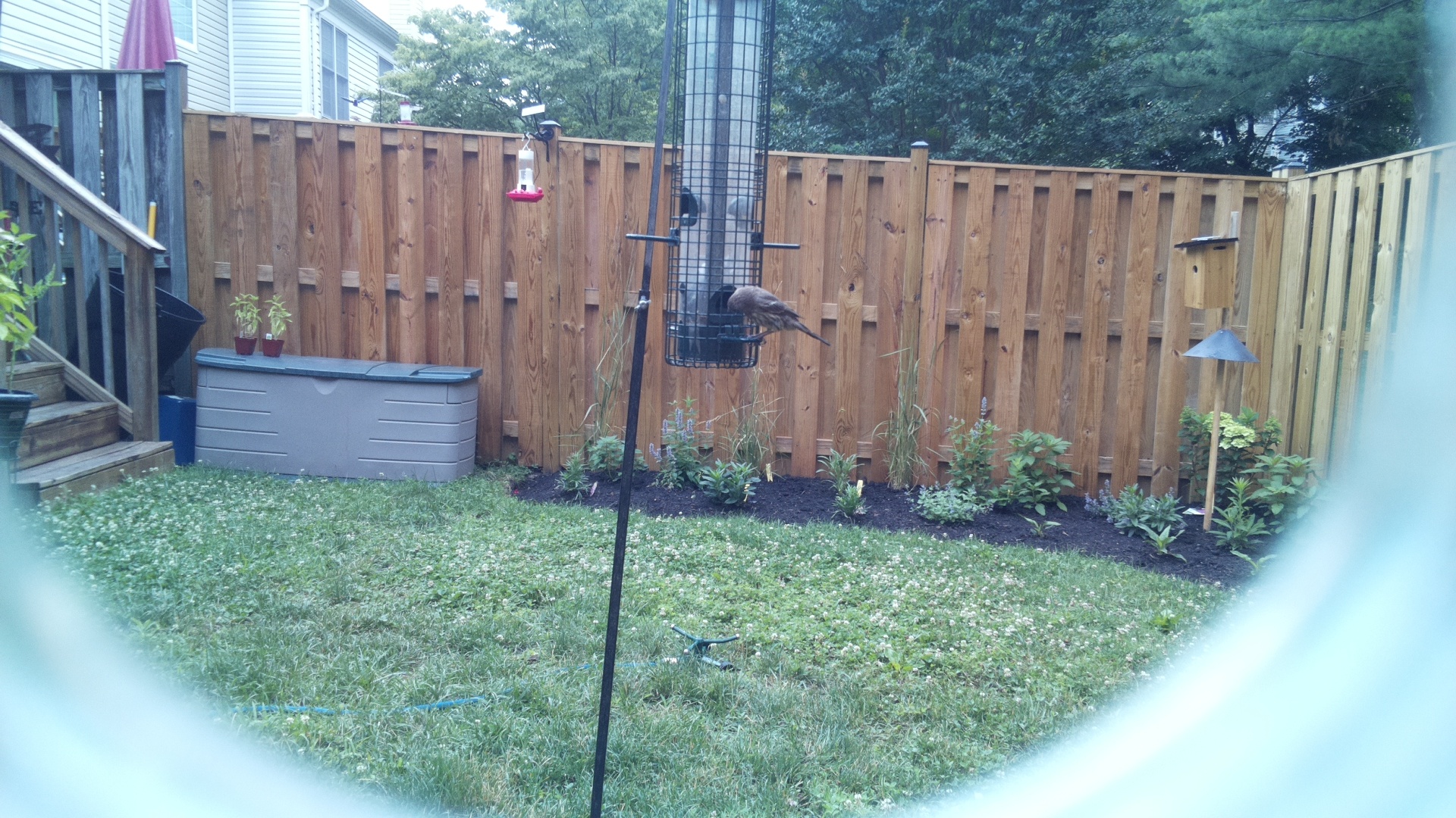 Likely Blackbird/Grackle