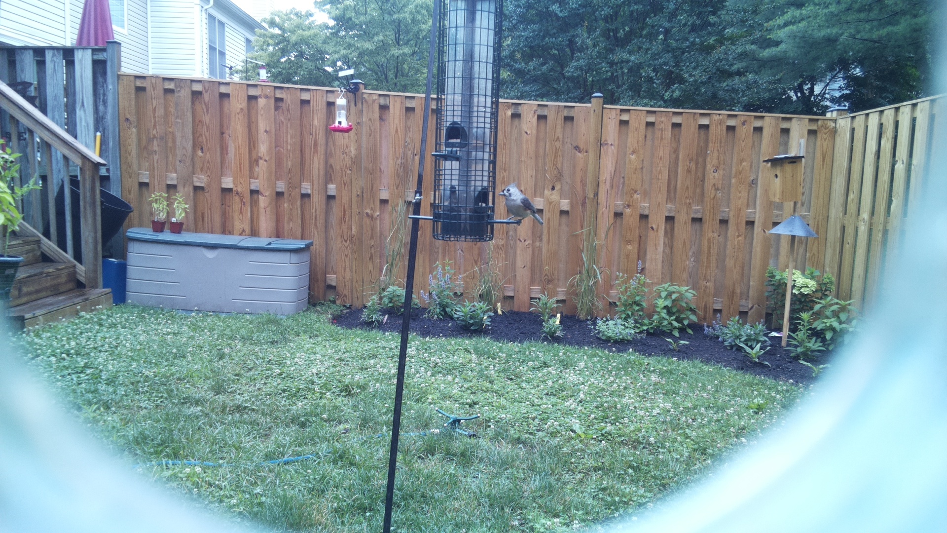 Tufted Titmouse