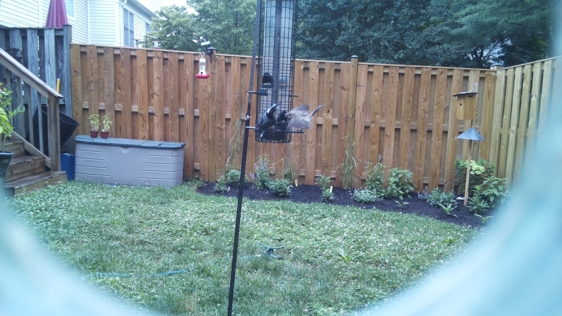 Likely Chickadee/Titmouse