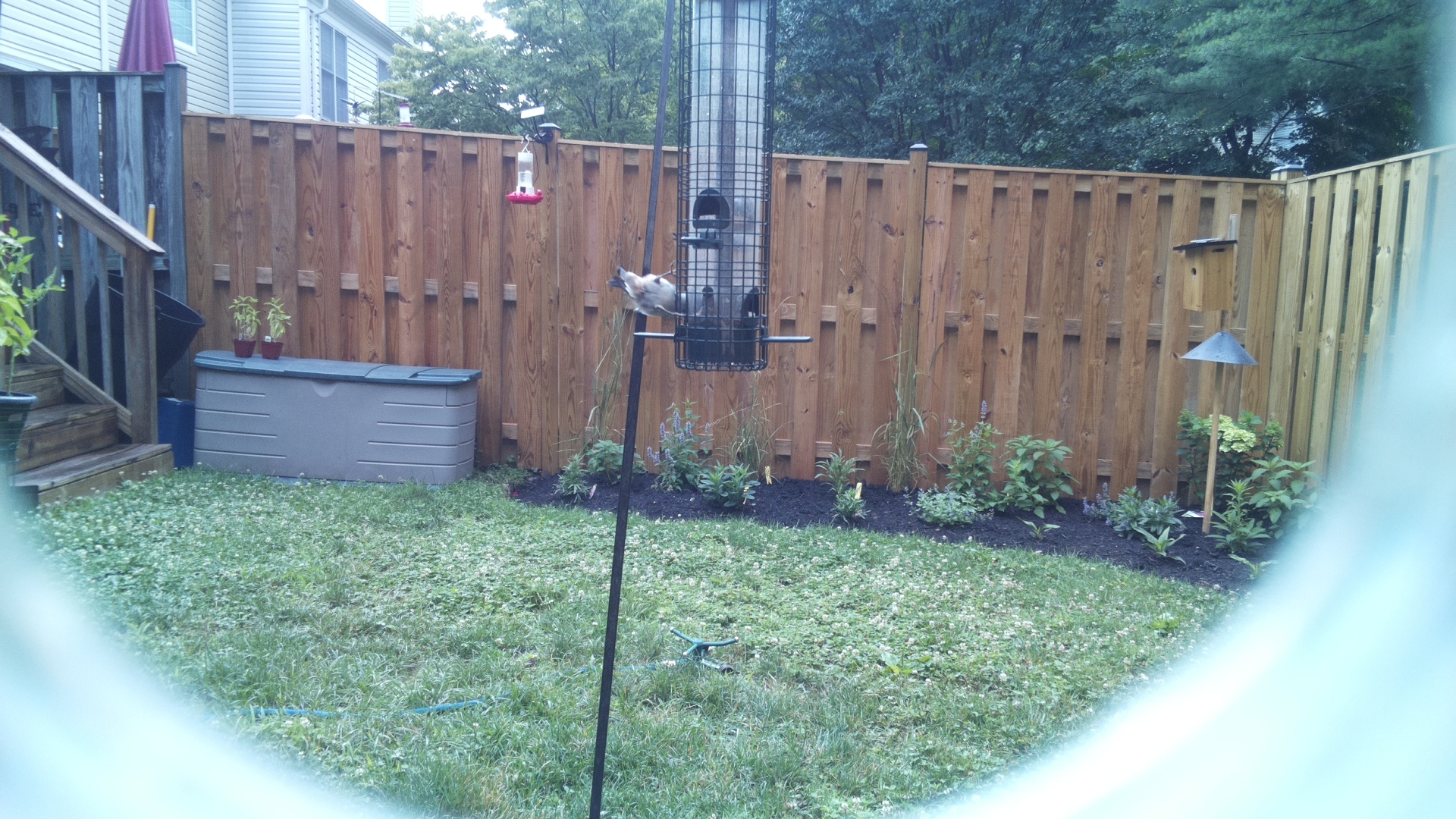 Likely Chickadee/Titmouse