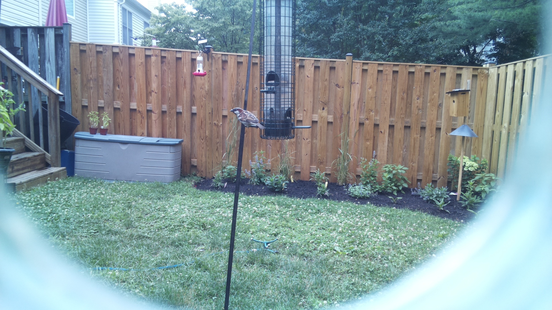 Likely Sparrow