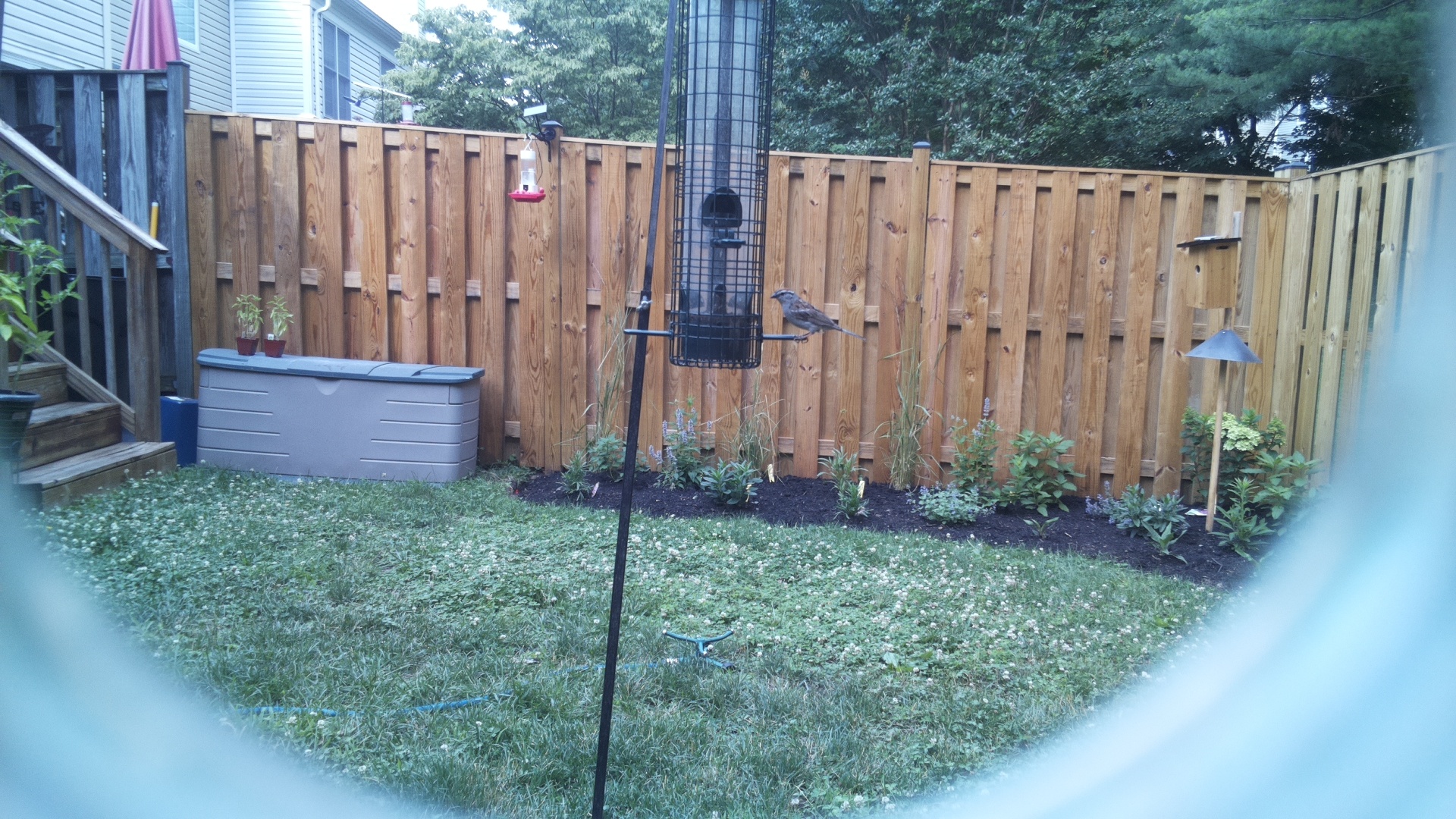 Brown-headed Cowbird