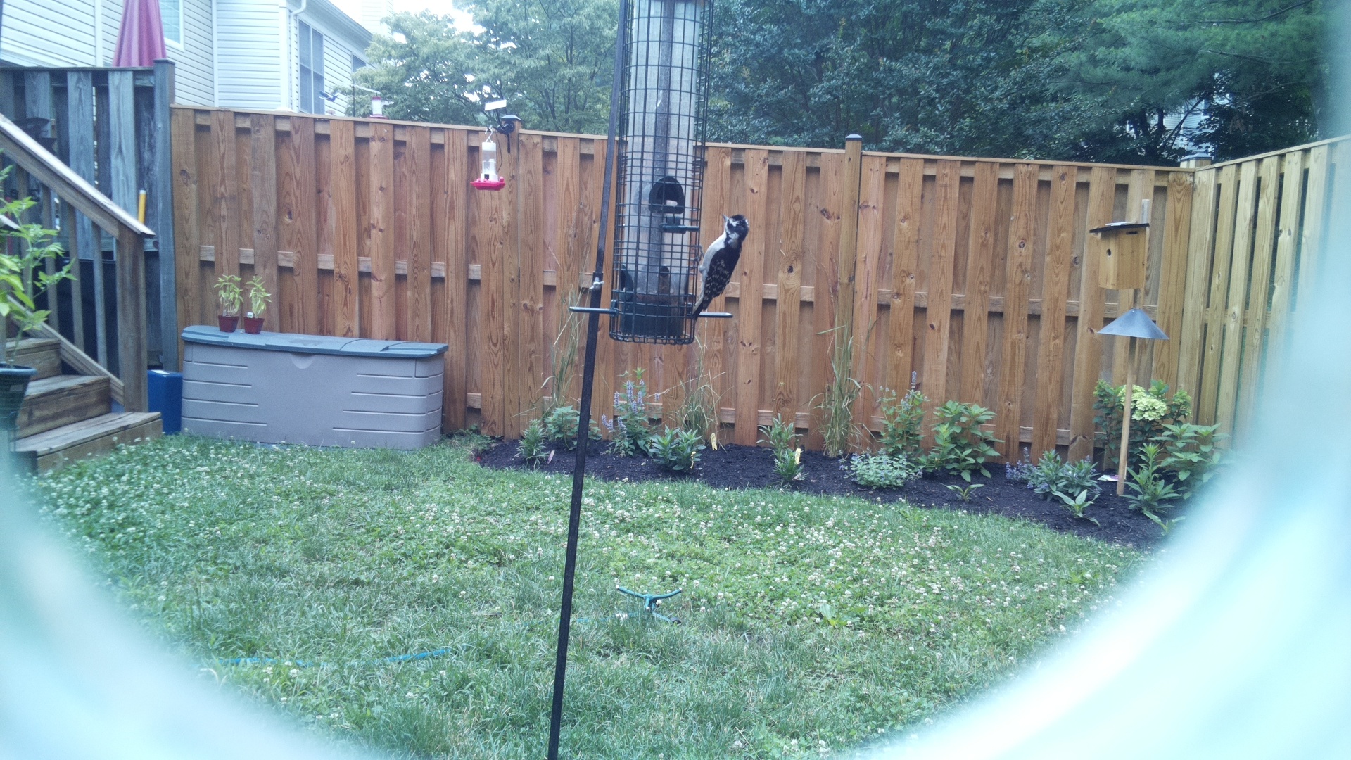 Downy Woodpecker
